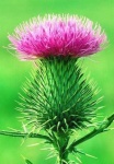 image of spear_thistle #30