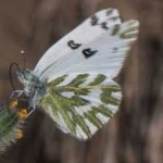image of animal