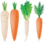 image of carrot #16