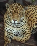 image of jaguar_car