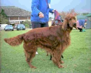 image of irish_setter #28