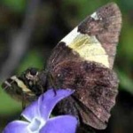 image of animal