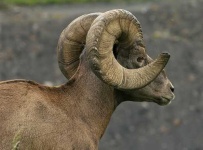 image of bighorn