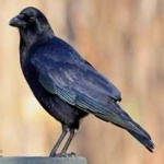 image of bird