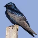 image of bird