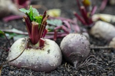 image of beetroot #24