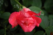 image of rose #0