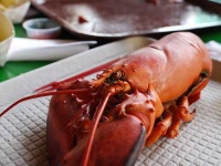 image of american_lobster #14