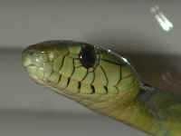 image of green_mamba