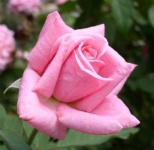 image of rose #21