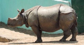 image of rhinoceros