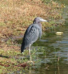 image of little_blue_heron