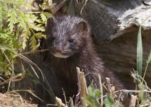 image of mink