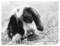 image of cocker_spaniel #8