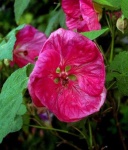 image of flower
