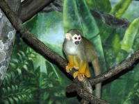 image of squirrel_monkey