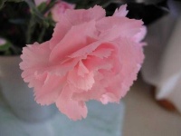 image of flower