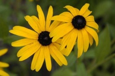 image of flower