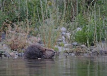 image of beaver