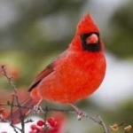 image of bird