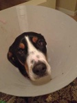 image of greater_swiss_mountain_dog