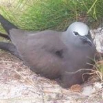 image of bird