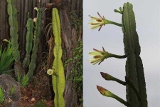 image of cactus
