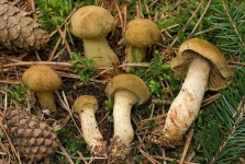 image of mushrooms