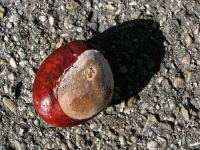image of buckeye