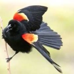 image of bird