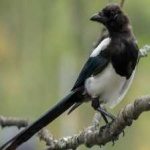 image of bird