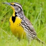 image of eastern_meadowlark #2