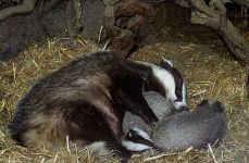 image of badger