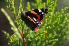 image of admiral
