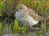 image of red_backed_sandpiper #10