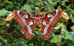 image of animal