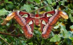 image of moth #26