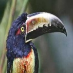image of bird