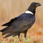 image of bird