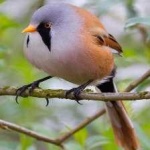 image of bird