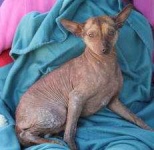 image of mexican_hairless