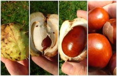 image of buckeye