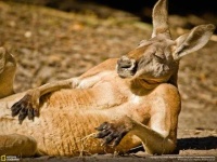 image of animal