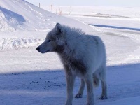 image of white_wolf #4