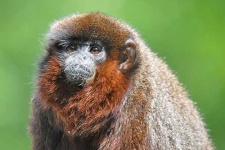 image of titi