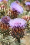 image of cardoon
