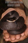 image of hognose_snake #29