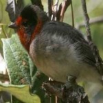 image of bird