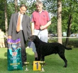 image of curly_coated_retriever