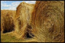 image of hay